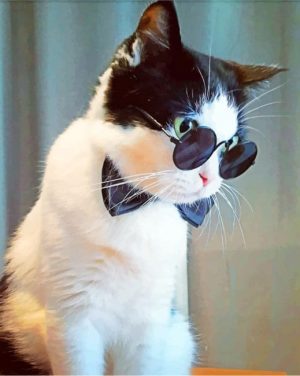 Cat With Sunglasses Paint By Numbers