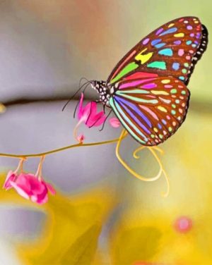 Colorful Butterfly Paint By Numbers