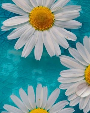 Common Daisies Paint By Numbers