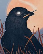 Common Raven Bird paint by numbers