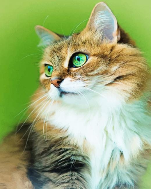 Cute kitty Paint By Numbers