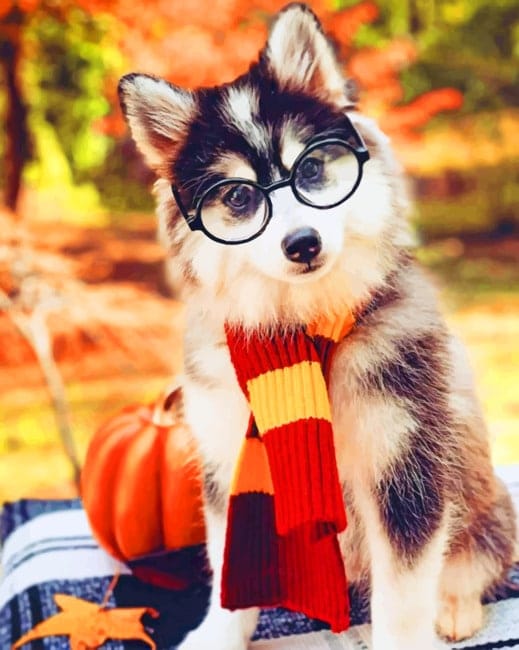 Dog Wearing Glasses Paint By Numbers