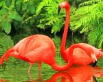 Flamingo Birds Paint By Numbers
