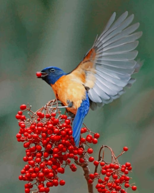 Bluebird And Berries Paint By Numbers