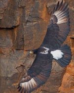 Golden Eagle Paint By Numbers