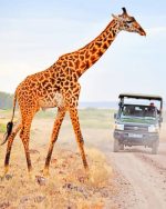 African Giraffe Paint By Numbers