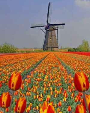 Tulips Kinderdijk Netherlands Paint By Numbers