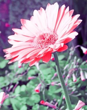 Pink Daisy paint by numbers