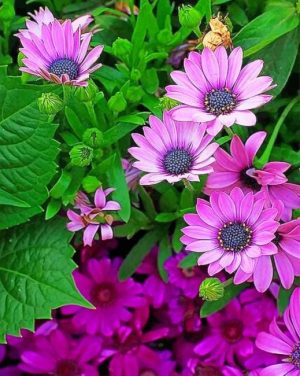 Purple African Daisy Paint By Numbers