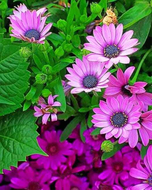 Purple African Daisy Paint By Numbers