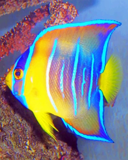 Queen Angelfish Paint By Numbers