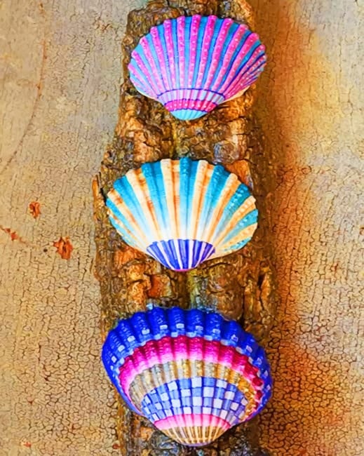 Colorful Sea Shells Paint By Numbers