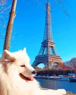 White Dog In Paris Paint By Numbers