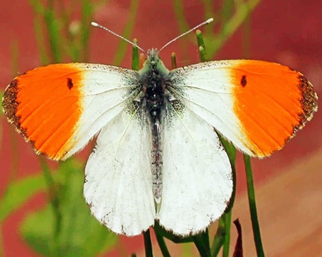 Orange Tip Butterfly Paint By Numbers
