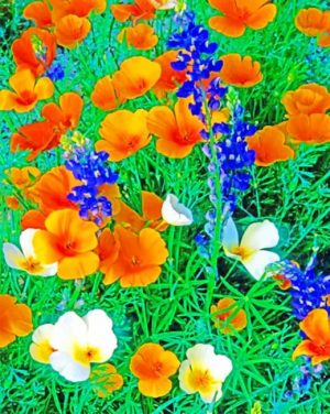 Orange Mexican Gold Poppies Paint By Numbers