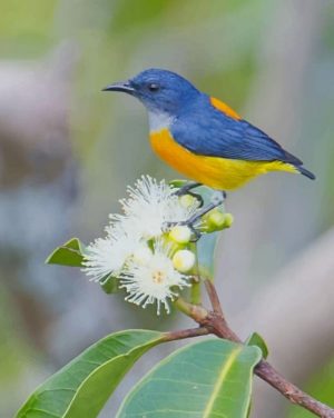 Orange Bellied Flowerpecker Paint By Numbers