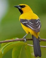 Yellow Oriole Paint By Numbers