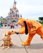 Dog With Pluto Paint By Numbers