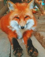 Red Fox Paint By Numbers