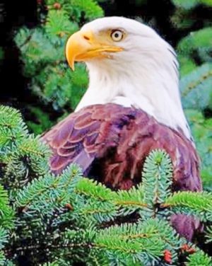Bald Eagle Paint By Numbers