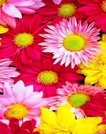 Pink Gerbera Daisies Paint By Numbers