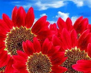 Red Sunflowers Paint By Numbers