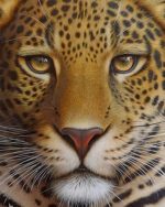 Leopard Face Paint By Numbers