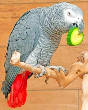 Grey Parrot paint by numbers