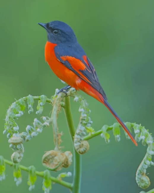 Short billed minivet Paint By Numbers
