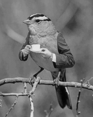 Mr Bird Drinking Coffee Paint By Numbers