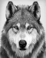 Black And White Wolf Paint By Numbers
