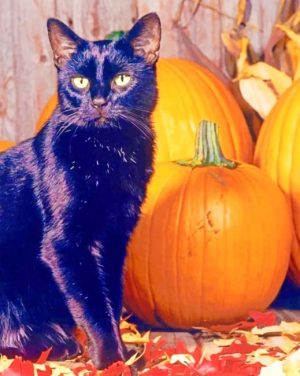 Black Cat And Pumpkins Paint By Numbers
