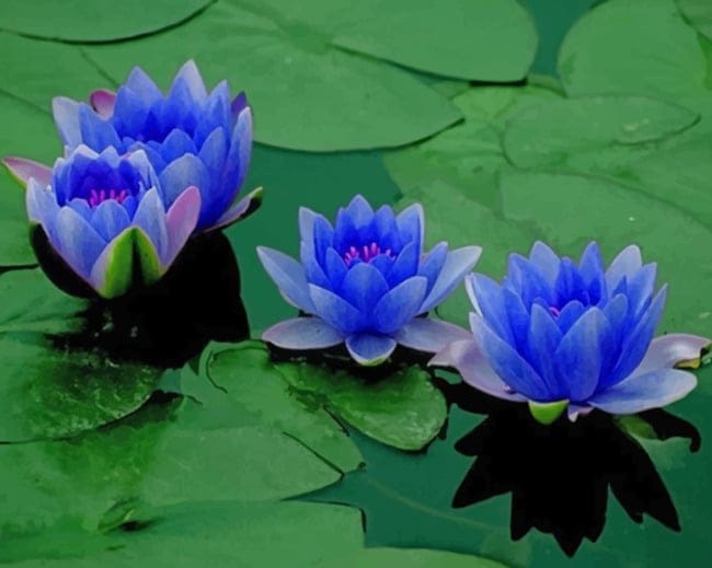 Blue Lotus Flowers Paint By Numbers