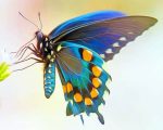 Pipevine Swallowtail Paint By Numbers