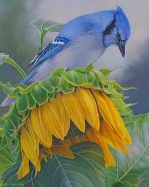 Blue Jay On Sunflower Paint By Numbers