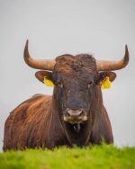 Brown Bull Paint By Numbers