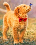 Golden Retriever Puppy Paint By Numbers