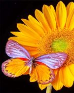 Butterfly On Sunflowers Paint By Numbers