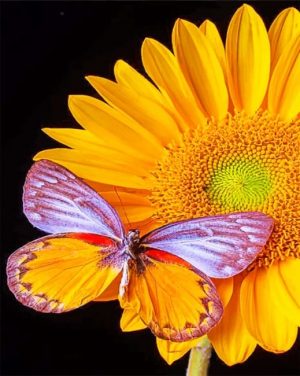 Butterfly On Sunflowers Paint By Numbers