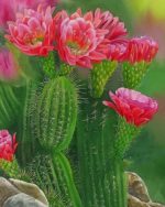 Floral Cactus Paint By Numbers
