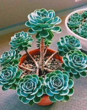 Cactus Plants Paint by numbers