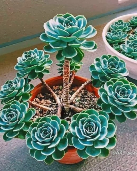 Cactus Plants Paint By Numbers