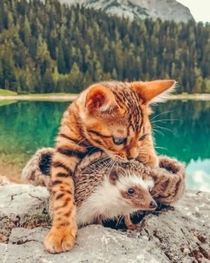 Bengal Cat And Hedgehog Paint By Numbers