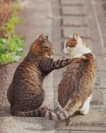 Cats Friends Paint By Numbers