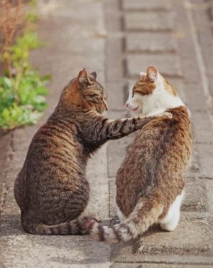 Cats Friends Paint By Numbers