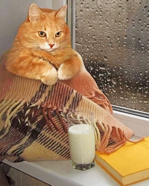 Cozy Cat Paint By Numbers