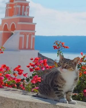 Cat In Greece Paint By Numbers