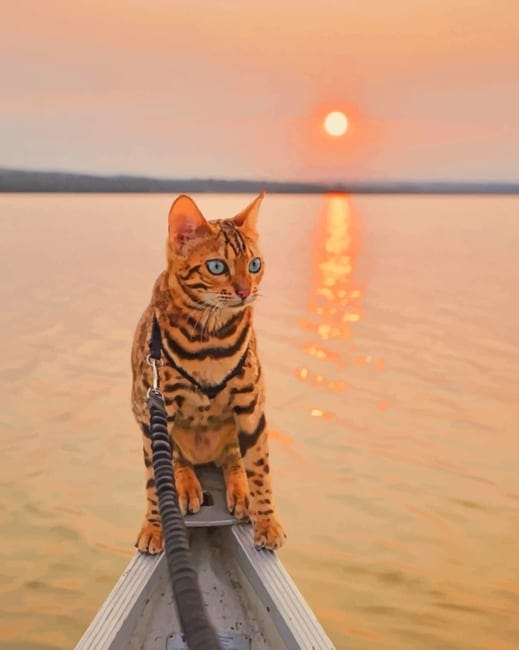 Bengal Cat Paint By Numbers