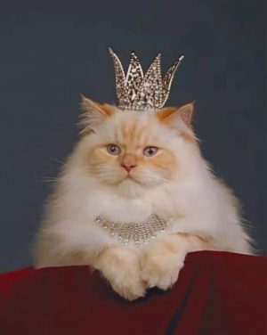 Cat With A Crown Paint By Numbers
