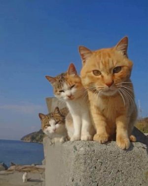 Cute Cats Paint By Numbers